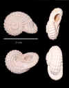 Ha_Liotia_2.jpg (317488 octets)