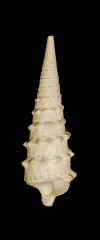 denticulatum_2.jpg (115703 octets)