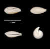 ha_cypraea_Sp.jpg (201252 octets)