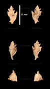Fr_Murex_bispinosus_1.jpg (454889 octets)