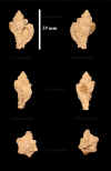 Fr_Murex_frondosus_1.jpg (593640 octets)