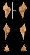Fr_Murex_sp_1.jpg (587426 octets)