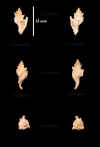 Ha_Murex_bispinosus_1.jpg (454148 octets)