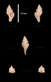 Ha_Murex_contabulatus_1.jpg (392485 octets)