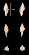 Ha_Murex_contabulatus_3.jpg (437909 octets)