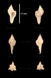 Ha_Murex_tricarinatus_1.jpg (524994 octets)