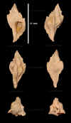 Ha_Murex_tricarinatus_2.jpg (618475 octets)