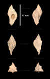 Ha_Murex_tripteroides_1.jpg (545922 octets)