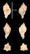 Ne_Murex_sp_3.jpg (595896 octets)