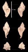 Ne_Murex_tricarinatus_1.jpg (632304 octets)