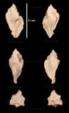 Ne_Murex_tricarinatus_2.jpg (652538 octets)