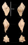 Ne_Murex_tricarinatus_3.jpg (644547 octets)