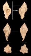 Ne_Murex_tricarinatus_5.jpg (620961 octets)