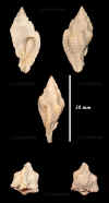 Ne_Murex_tricarinatus_6.jpg (533263 octets)