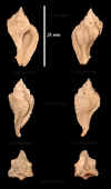 Ne_Murex_tricarinatus_8.jpg (611500 octets)