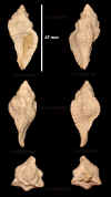 Ne_Murex_tricarinatus_9.jpg (646557 octets)