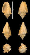 Fr_voluta_mitrata_1.jpg (322749 octets)
